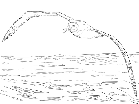 Wandering Albatross In Flight Coloring Page